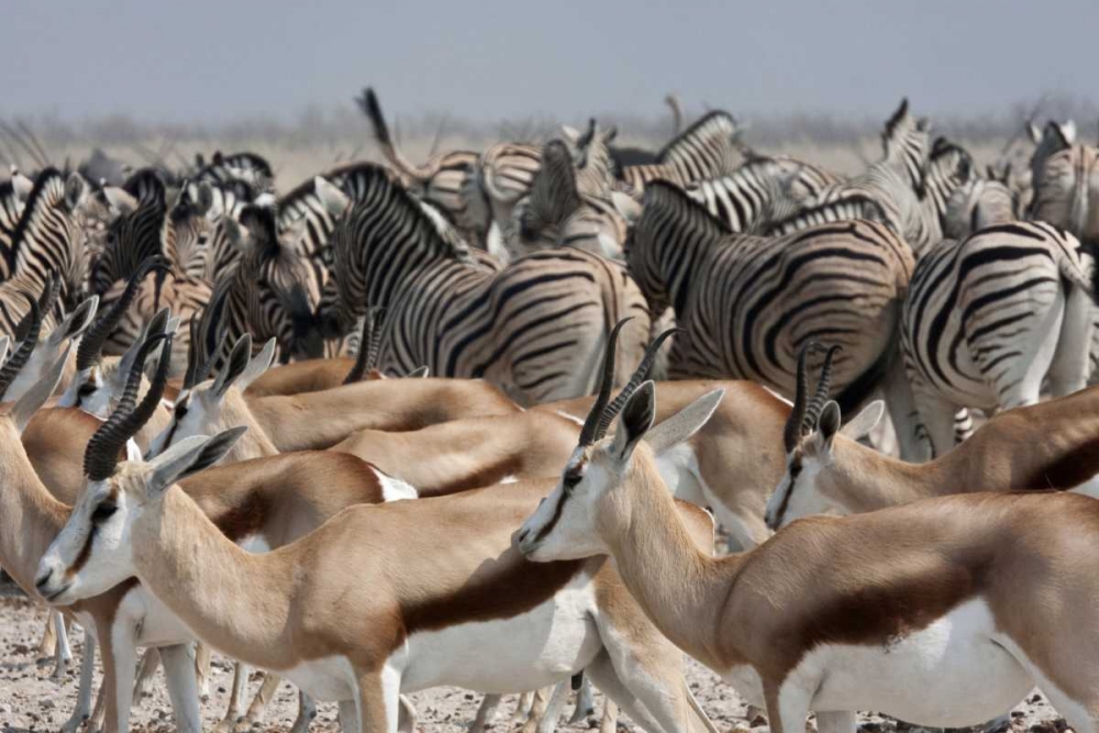 Springboks and zebras, Etosha NP, Namibia